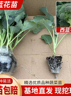 西兰花苗有机西蓝花苗带土秧苗绿色花菜花椰菜户外抗寒冬季易成活