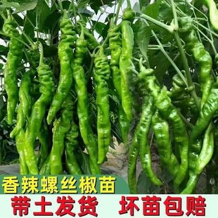香辣螺丝椒苗金螺丝椒辣椒苗陇椒苗螺丝椒秧苗四季种植蔬菜苗
