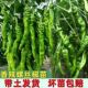 香辣螺丝椒苗金螺丝椒辣椒苗陇椒苗螺丝椒秧苗四季 种植蔬菜苗