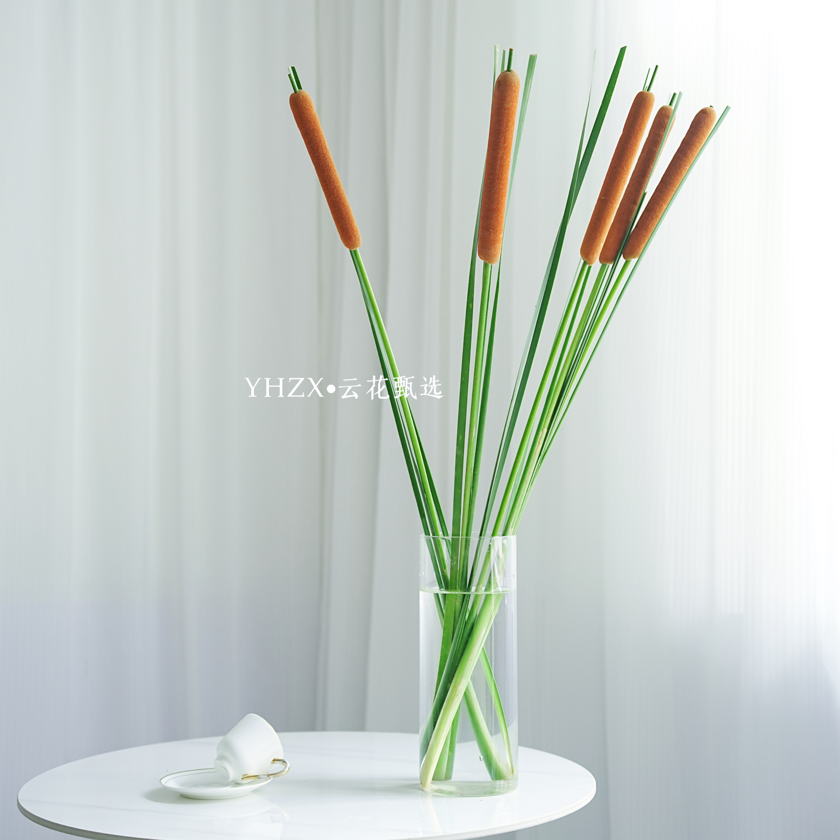 【云花甄选】蒲棒鲜花真花云南直发室内花期久绿植新鲜插花配草花