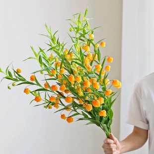 【云花甄选】荷兰进口宫灯百合真的鲜花高级小众花材插花顺丰空运