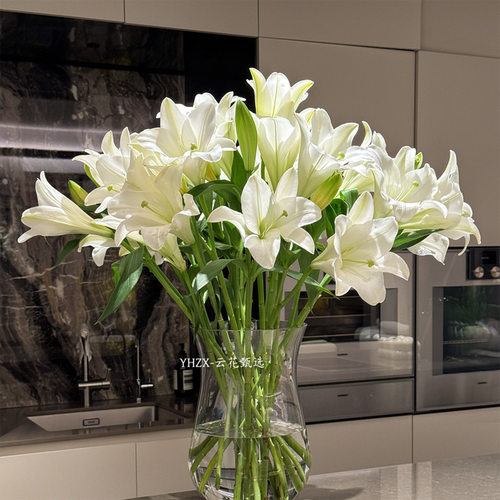 【云花甄选】白色铁炮香水百合鲜花云南直发家庭水养母亲节日礼物
