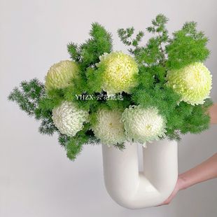 【云花甄选】苹果绿牡丹菊吸色云南昆明斗南基地直发真花室内插花