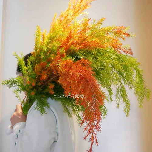 【云花甄选】油画色红色橙色黄绿色千层金组合鲜切枝云南直发空运