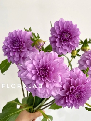 【云花甄选】紫色大丽花鲜切花无香味层次丰富花材天花板云南直发