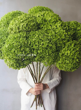 【云花甄选】绿色安娜绣球可做干花真的鲜花瓶插花观赏性花材空运