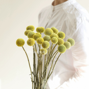 【云花甄选】新品黄金球干花野奢ins鲜花商业空间家用装饰高级感