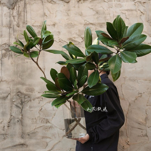 【云花甄选】广玉兰叶鲜切枝鲜花水养插花真花造型禅意中式花枝条