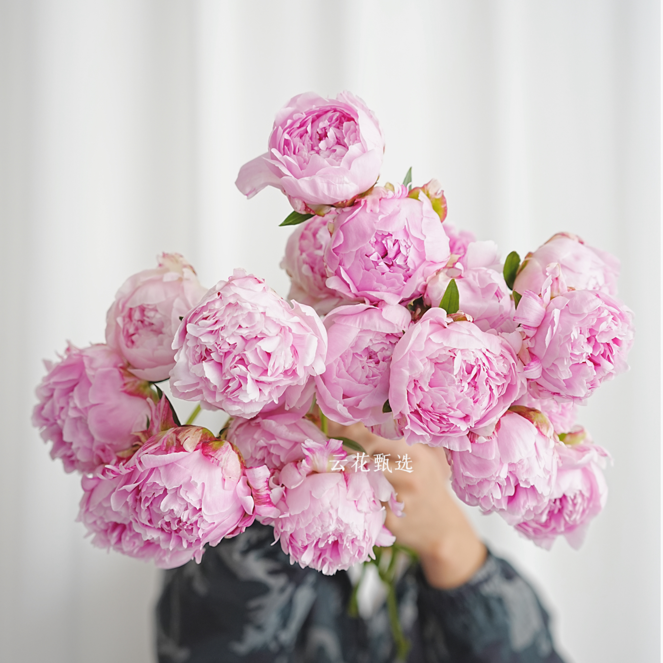 【云花甄选】 莎拉进口重瓣芍药花材天花板花瓣层次分布高级花材