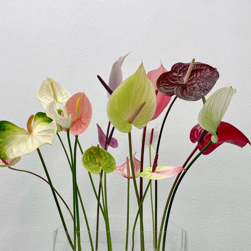 【云花甄选】高质感绿掌鲜切花插花水养绿植家居装饰云南直发顺丰