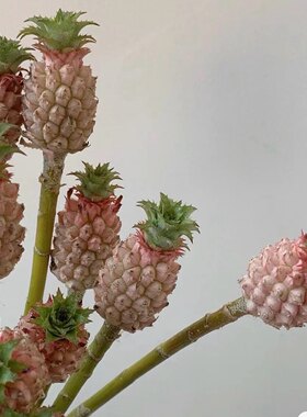 【云花甄选】可爱到犯规迷你粉色小菠萝泰国进口鲜花云南直发空运