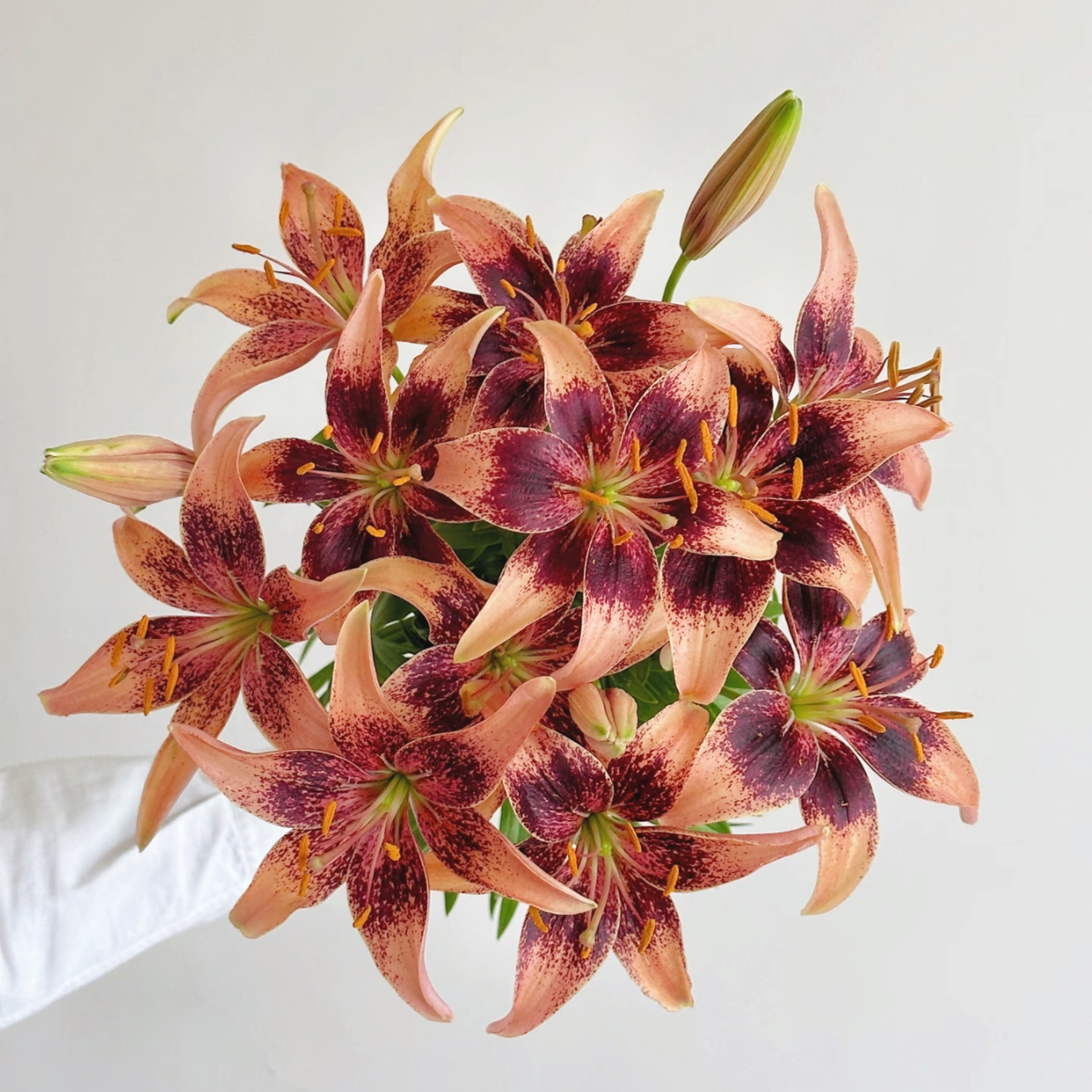 【云花甄选】苦咖啡迷你亚百合鲜花礼物新鲜采摘基地直发瓶插水养