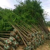 常青南北方乔木道路行道树 水杉树苗落羽杉速生庭院种植绿化苗四季