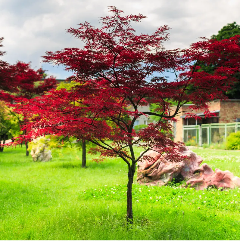 日本红枫黄金枫红舞姬苗庭院地栽