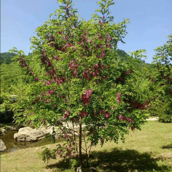 香花槐树苗刺槐可食用花卉洋槐富贵树国槐绿化可提炼行道树绿化苗