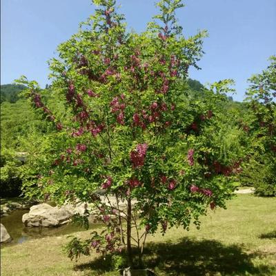 可食用花卉香花槐苗耐寒耐热树苗