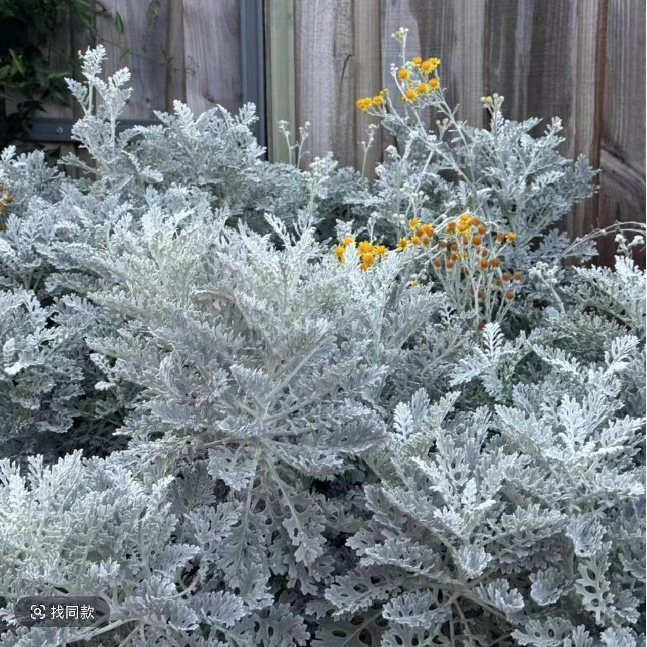 【银叶菊】天然银白色装饰花园地栽花卉耐寒