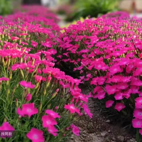 欧石竹盆栽耐寒花卉庭院