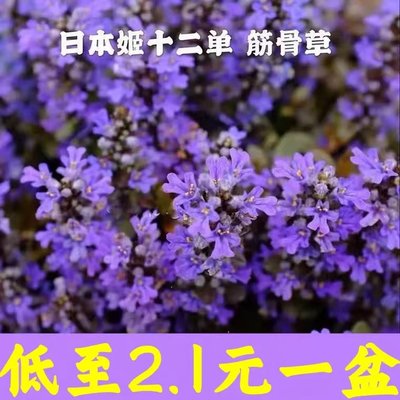 十二单姬新款筋骨草130盆栽耐寒耐热多年生庭院花卉绿植宿根植物