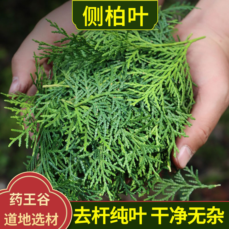 侧柏叶中药材皂角侧柏叶无患子何首乌洗发水原料侧柏叶新鲜可打粉