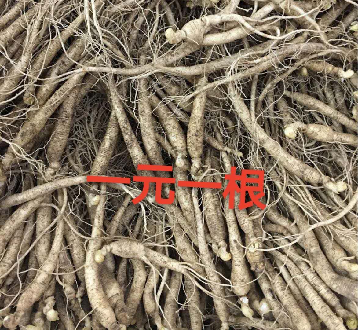 Ò»ÔªÒ»¸ùÏÊСÈ˲ÎÅݾÆìÒÌÀÈ˲ÎÃç¶«±±³¤°×ɽҰÉúɽ²Î50¸ù°üÓÊ