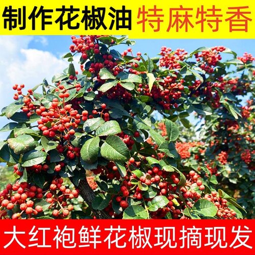 2026新鲜大红袍花椒特麻现摘红花椒当季活花椒原生湿花椒炸花椒油