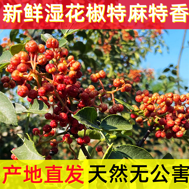 2025新鲜陕西大红袍红花椒特麻特香湿花椒现摘现发嫩花椒食用炒菜