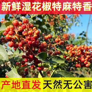 2026新鲜陕西大红袍红花椒特麻特香湿花椒现摘现发嫩花椒食用炒菜