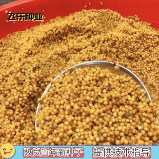 云南黄精种子多花不倒苗老虎姜鸡头黄精种子红花滇黄精节节高种籽