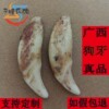 广西黑狗牙正品打孔本命年真齿成人婴儿平安宝宝出行守护狗牙饰品