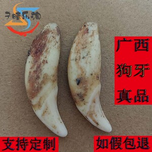 广西黑狗牙正品打孔本命年真齿成人婴儿平安宝宝出行守护狗牙饰品