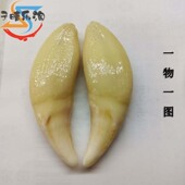 挂件广西黑狗牙开孔齿一物一图男女宝宝婴儿孕妇出行守护平安项链