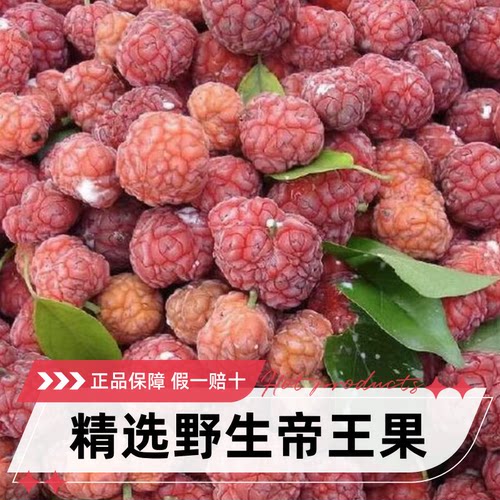 帝王果精选工艺加工紫杉果