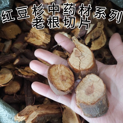 宜兰山红/豆杉老根紫杉醇泡酒