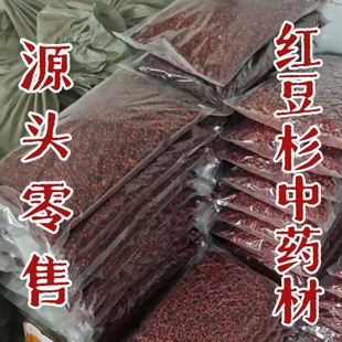 红豆杉果含紫杉醇(别名紫杉果) 正宗红豆杉果子 现摘现发红豆杉