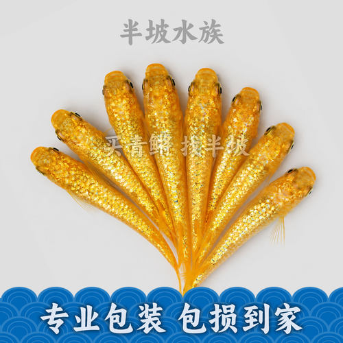 半坡水族阳光观背青鳉