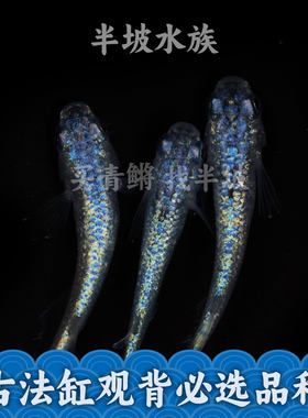 观背青鳉海王星小型冷水鱼