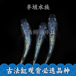 半坡水族观背青鳉海王星冷水微小型冷水观赏鱼黑色古法缸蓝色星光