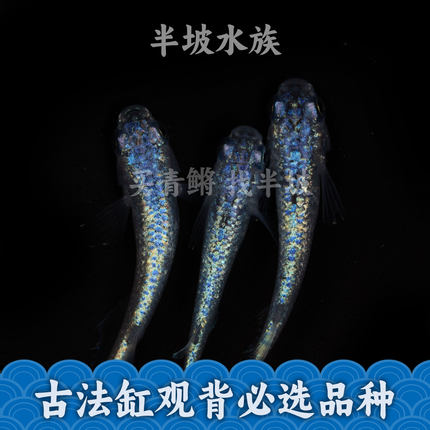 半坡水族观背青鳉海王星冷水微小型冷水观赏鱼黑色古法缸蓝色星光