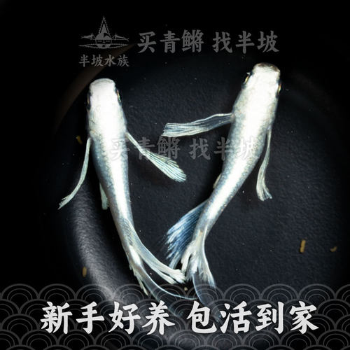 观背青鳉天使之翼小型冷水观赏鱼