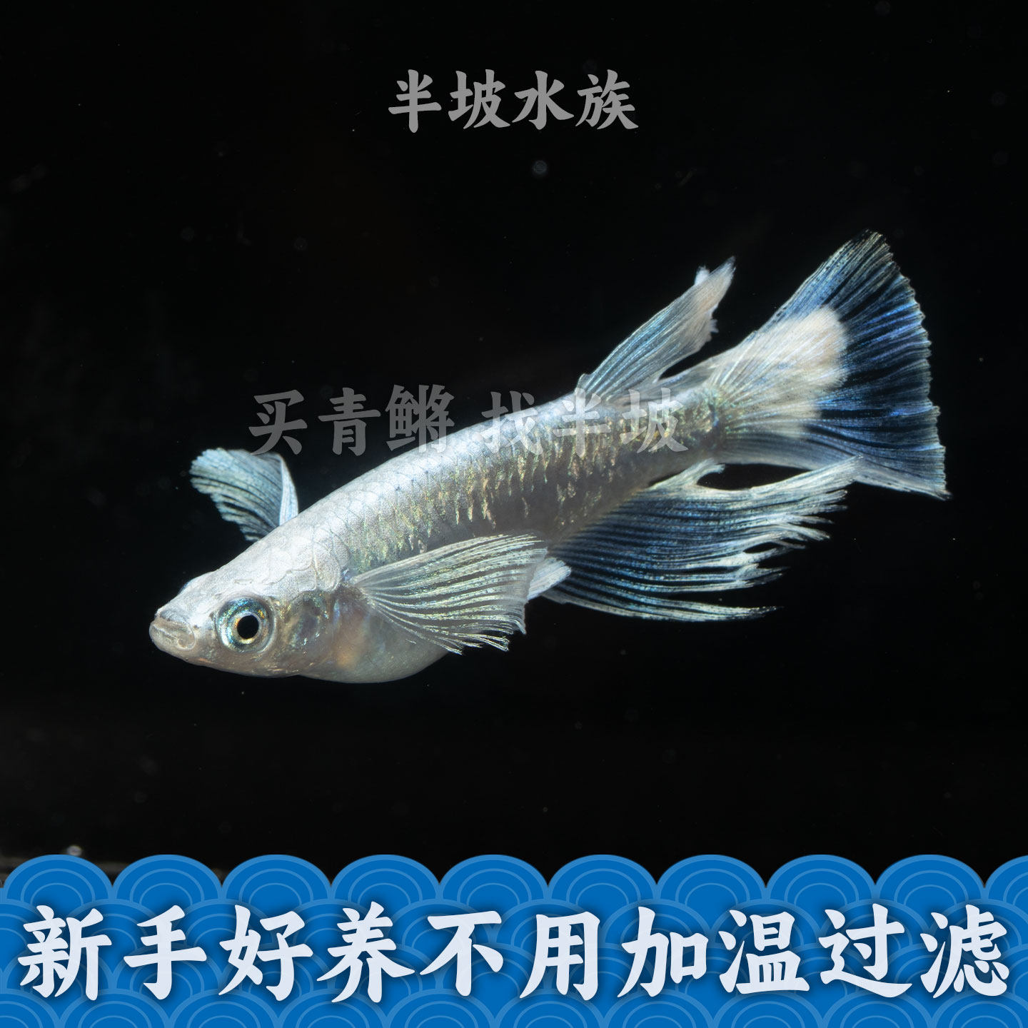 观背青鳉天使之翼小型冷水观赏鱼图片