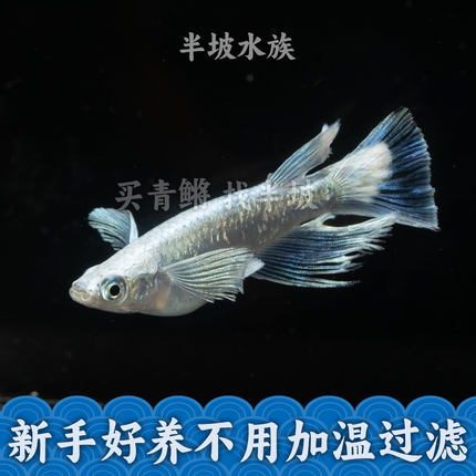 半坡水族观背青鳉天使之翼冷水微小型冷水观赏鱼古法缸银色长鳍