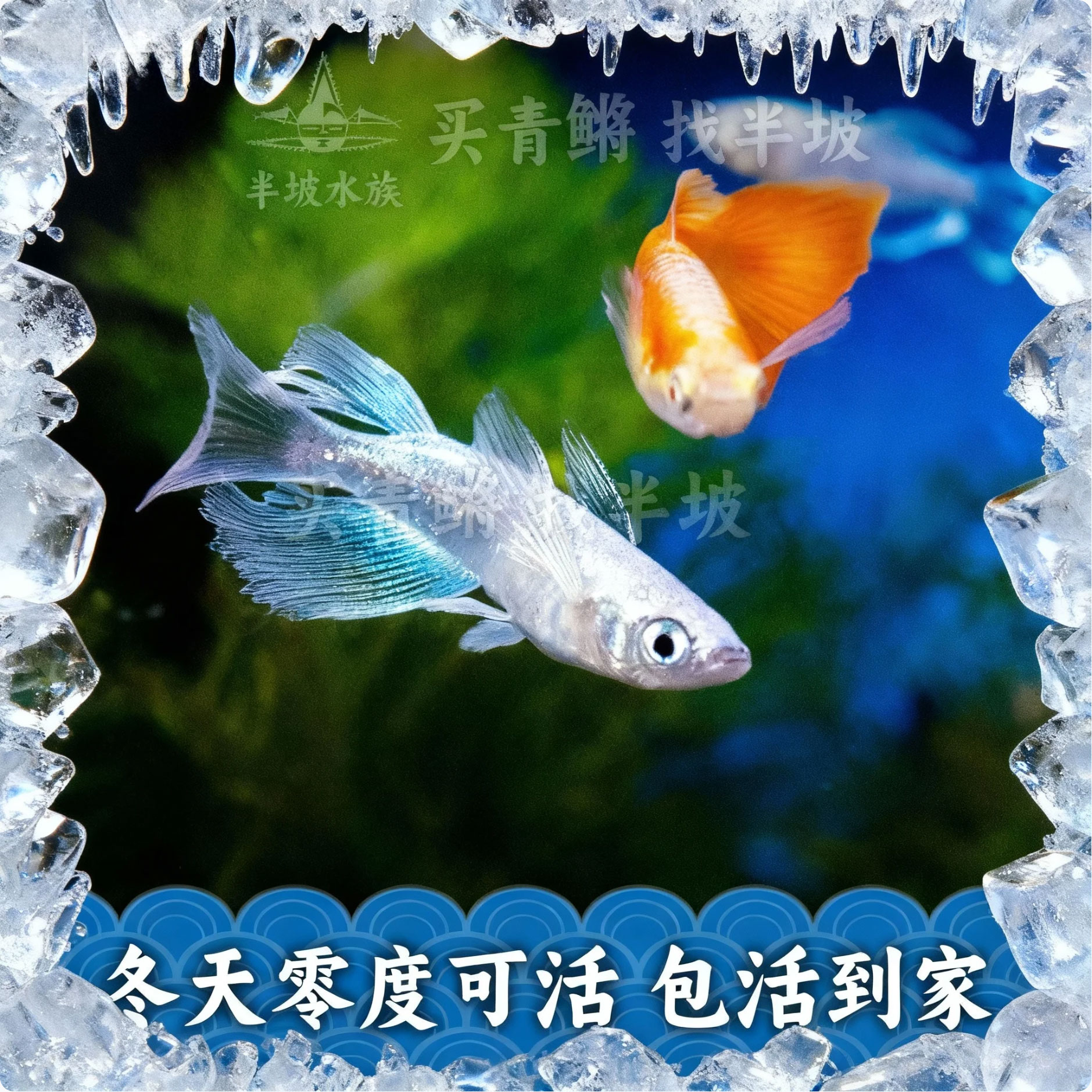 观背青鳉简单好养包活到家