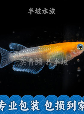 半坡水族观背青鳉赤壁桔红色玻璃缸侧观好看小型冷水淡水观赏鱼