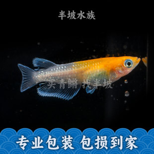 半坡水族观背青鳉赤壁桔红色玻璃缸侧观好看小型冷水淡水观赏鱼