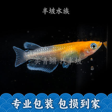 半坡水族观背青鳉赤壁桔红色玻璃缸侧观好看小型冷水淡水观赏鱼