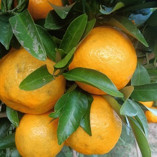 重庆梁平产地直销碰柑5斤中大果混装包邮新鲜现摘现发坏损包赔