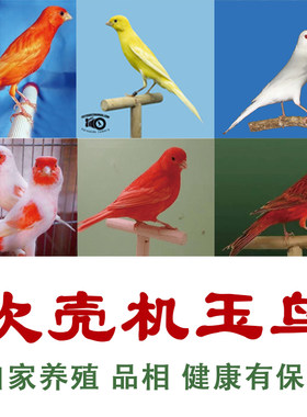玉鸟活鸟玉鸟包活包邮保健康