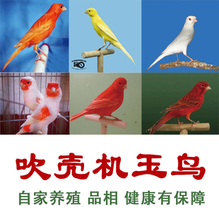 玉鸟活体马赛克白玉辣椒红德系大红袍白红眼黄玉蜡黄桂皮观赏鸟