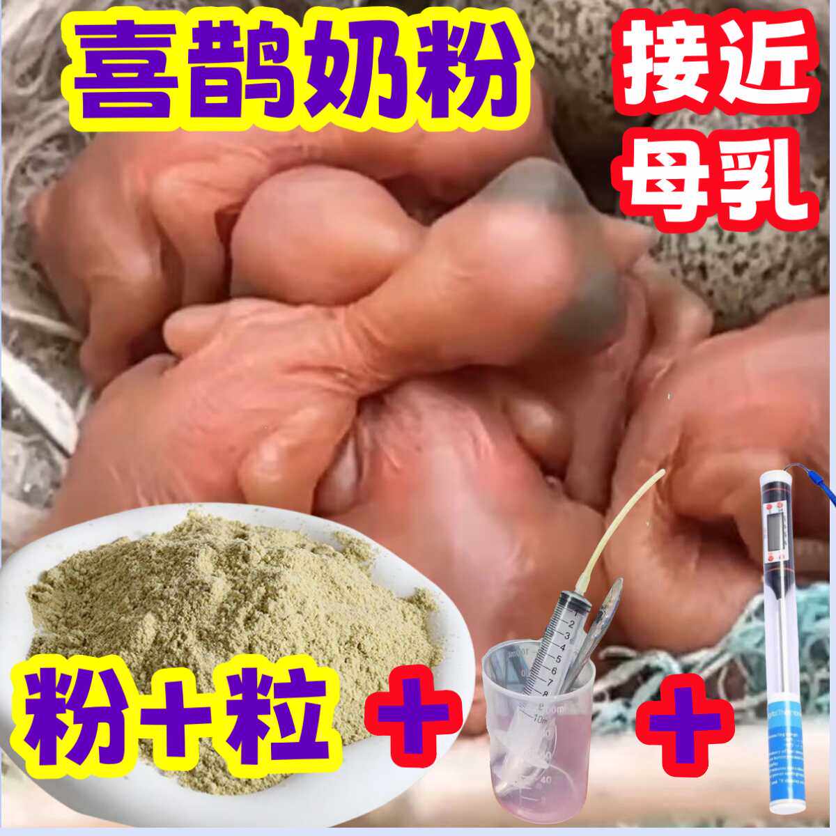 喜鹊奶粉】长尾四喜黑白鹊四喜专用鸟食饲料鸫科鹟四喜开口鸟食
